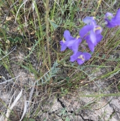 Swainsona procumbens at Carrathool, NSW - 4 Sep 2023