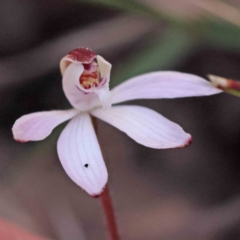 Caladenia fuscata (Dusky Fingers) at Caladenia Forest, O'Connor - 4 Sep 2023 by ConBoekel