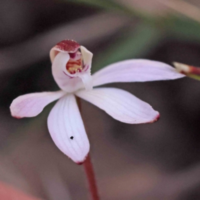 Caladenia fuscata (Dusky Fingers) at Acton, ACT - 4 Sep 2023 by ConBoekel