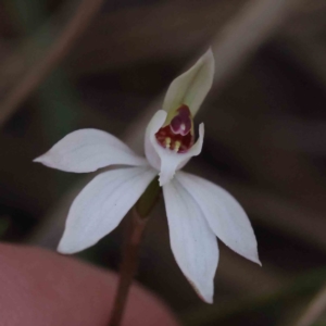 Caladenia fuscata at Acton, ACT - 4 Sep 2023