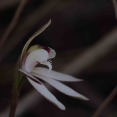 Caladenia fuscata at Acton, ACT - suppressed