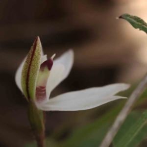 Caladenia fuscata at Acton, ACT - 4 Sep 2023