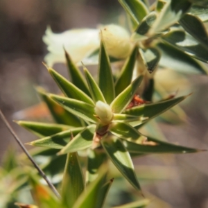 Melichrus urceolatus at Tuggeranong, ACT - 2 Sep 2023