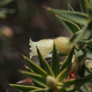 Melichrus urceolatus at Tuggeranong, ACT - 2 Sep 2023