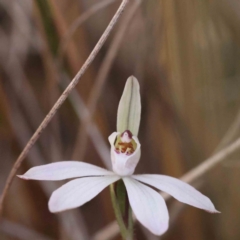 Caladenia fuscata (Dusky Fingers) at Acton, ACT - 4 Sep 2023 by ConBoekel