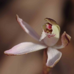 Caladenia fuscata (Dusky Fingers) at Acton, ACT - 4 Sep 2023 by ConBoekel