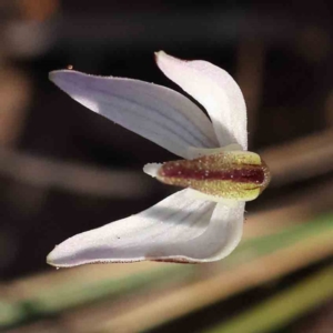 Caladenia fuscata at Acton, ACT - 4 Sep 2023