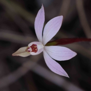 Caladenia fuscata at Acton, ACT - 4 Sep 2023