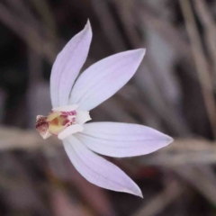 Caladenia fuscata at Acton, ACT - 4 Sep 2023