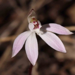 Caladenia fuscata at Acton, ACT - suppressed