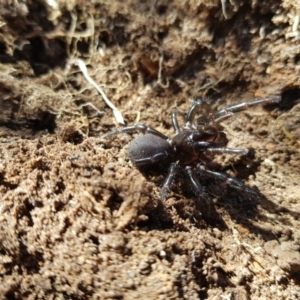 Atrax yorkmainorum at Tinderry, NSW - 4 Sep 2023