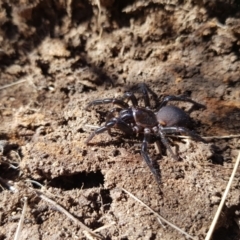 Atrax yorkmainorum at Tinderry, NSW - 4 Sep 2023