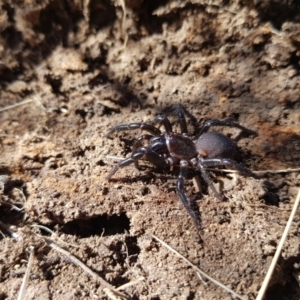 Atrax yorkmainorum at Tinderry, NSW - 4 Sep 2023