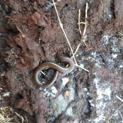 Hemiergis talbingoensis (Three-toed Skink) at Mt Holland - 4 Sep 2023 by danswell