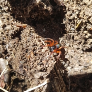 Storena formosa at Tinderry, NSW - 4 Sep 2023