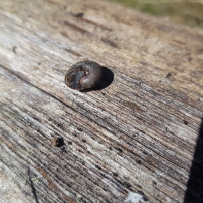 Austrochloritis (Genus) (Undescribed Austrochloritis species) at Burnt School Nature Reserve - 4 Sep 2023 by danswell