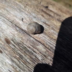 Austrochloritis (Genus) at Tinderry, NSW - 4 Sep 2023