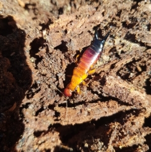 Titanolabis colossea at Tinderry, NSW - 4 Sep 2023 10:32 AM