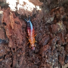Titanolabis colossea at Tinderry, NSW - 4 Sep 2023 10:32 AM
