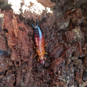 Titanolabis colossea at Tinderry, NSW - 4 Sep 2023 10:32 AM