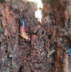 Titanolabis colossea at Tinderry, NSW - 4 Sep 2023 10:32 AM