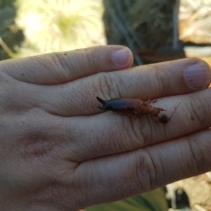 Titanolabis colossea at Tinderry, NSW - 4 Sep 2023