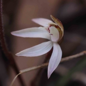 Caladenia fuscata at Acton, ACT - 4 Sep 2023