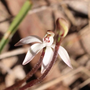 Caladenia fuscata at Acton, ACT - 4 Sep 2023