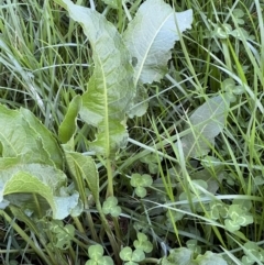 Rumex crispus (Curled Dock) at Higgins, ACT - 4 Sep 2023 by Untidy