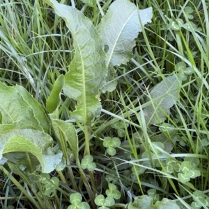 Rumex crispus at Higgins, ACT - 4 Sep 2023 03:36 PM