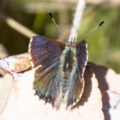 Paralucia spinifera (Bathurst or Purple Copper Butterfly) at Namadgi National Park - 1 Sep 2023 by SWishart