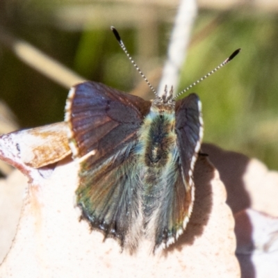 Paralucia spinifera (Bathurst or Purple Copper Butterfly) at Namadgi National Park - 1 Sep 2023 by SWishart