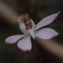 Caladenia fuscata (Dusky Fingers) at Caladenia Forest, O'Connor - 4 Sep 2023 by ConBoekel