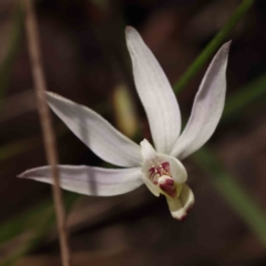 Caladenia fuscata at Acton, ACT - 4 Sep 2023