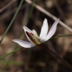 Caladenia fuscata at Acton, ACT - 4 Sep 2023