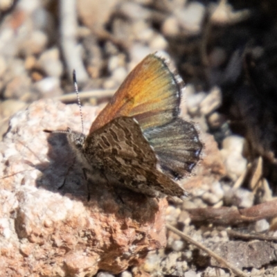 Paralucia crosbyi (Violet Copper Butterfly) by SWishart