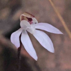 Caladenia fuscata (Dusky Fingers) at Acton, ACT - 4 Sep 2023 by ConBoekel