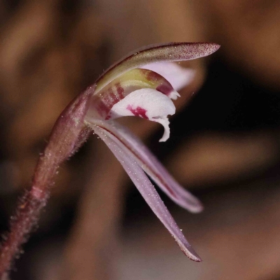 Caladenia fuscata (Dusky Fingers) at Caladenia Forest, O'Connor - 4 Sep 2023 by ConBoekel