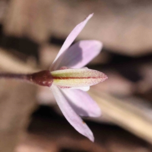 Caladenia fuscata at Acton, ACT - 4 Sep 2023