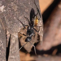 Camponotus aeneopilosus (A Golden-tailed sugar ant) at Caladenia Forest, O'Connor - 4 Sep 2023 by ConBoekel