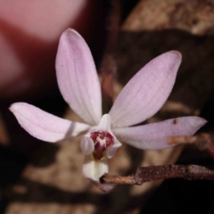 Caladenia fuscata (Dusky Fingers) at Caladenia Forest, O'Connor - 4 Sep 2023 by ConBoekel