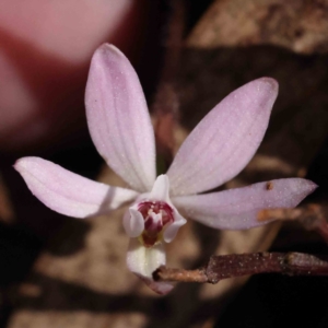 Caladenia fuscata at Acton, ACT - suppressed