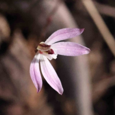 Caladenia fuscata (Dusky Fingers) at Caladenia Forest, O'Connor - 4 Sep 2023 by ConBoekel