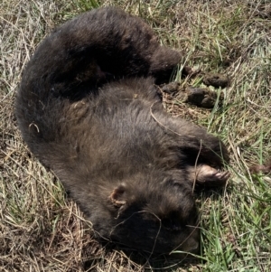 Vombatus ursinus at Molonglo, ACT - 4 Sep 2023 01:25 PM