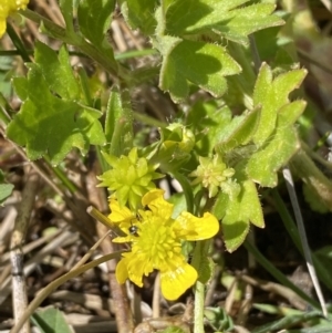 Ranunculus muricatus at Stromlo, ACT - 4 Sep 2023