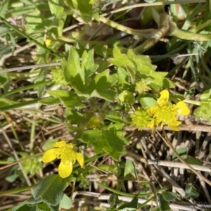 Ranunculus muricatus at Stromlo, ACT - 4 Sep 2023