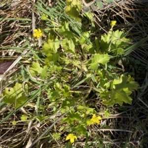 Ranunculus muricatus at Stromlo, ACT - 4 Sep 2023