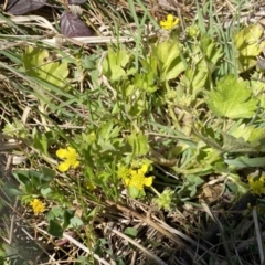 Ranunculus muricatus at Stromlo, ACT - 4 Sep 2023