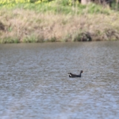 Gallinula tenebrosa (Dusky Moorhen) at Coolamon, NSW - 2 Sep 2023 by HappyWanderer