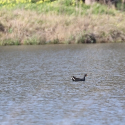 Gallinula tenebrosa (Dusky Moorhen) at Coolamon, NSW - 2 Sep 2023 by HappyWanderer